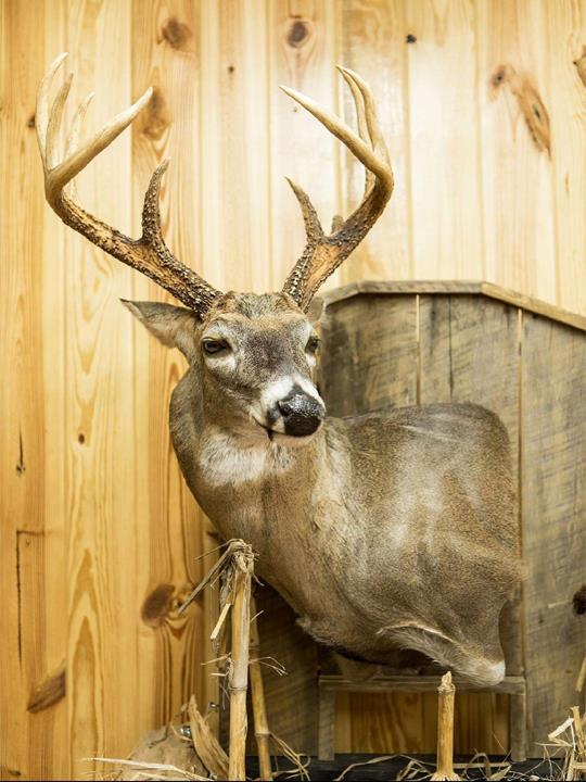 Chandler Taxidermy - Taxidermist - Centerville, TN