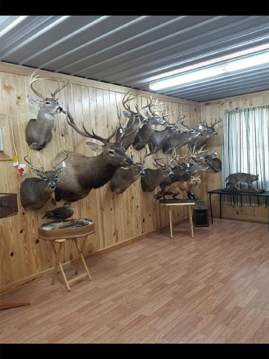 Chandler Taxidermy Taxidermist Centerville, TN