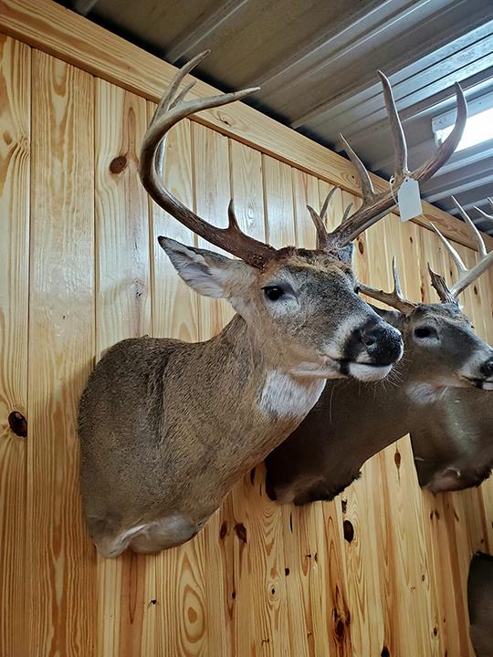 Chandler Taxidermy Taxidermist Centerville, TN